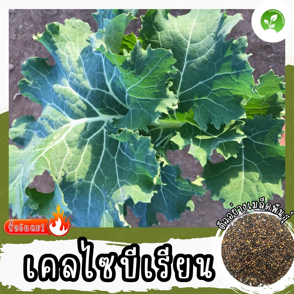 เมล็ดพันธุ์ เคลไซบีเรียน 500 เมล็ด Siberian Kale Seed เมล็ดพันธุ์แท้100% นำเข้าจากต่างประเทศ ปลูกผัก