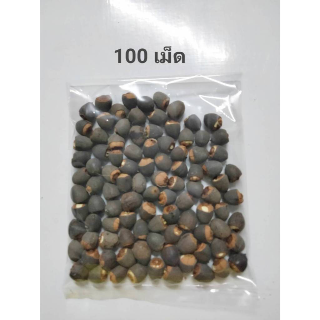 บัวหลวงปทุม 20-100 เม็ด ชมพูยักษ์ ตัดเปลือกงอกไว Pink Pathum Lotus Seeds (Ready to Plant) ดอกใหญ่มาก