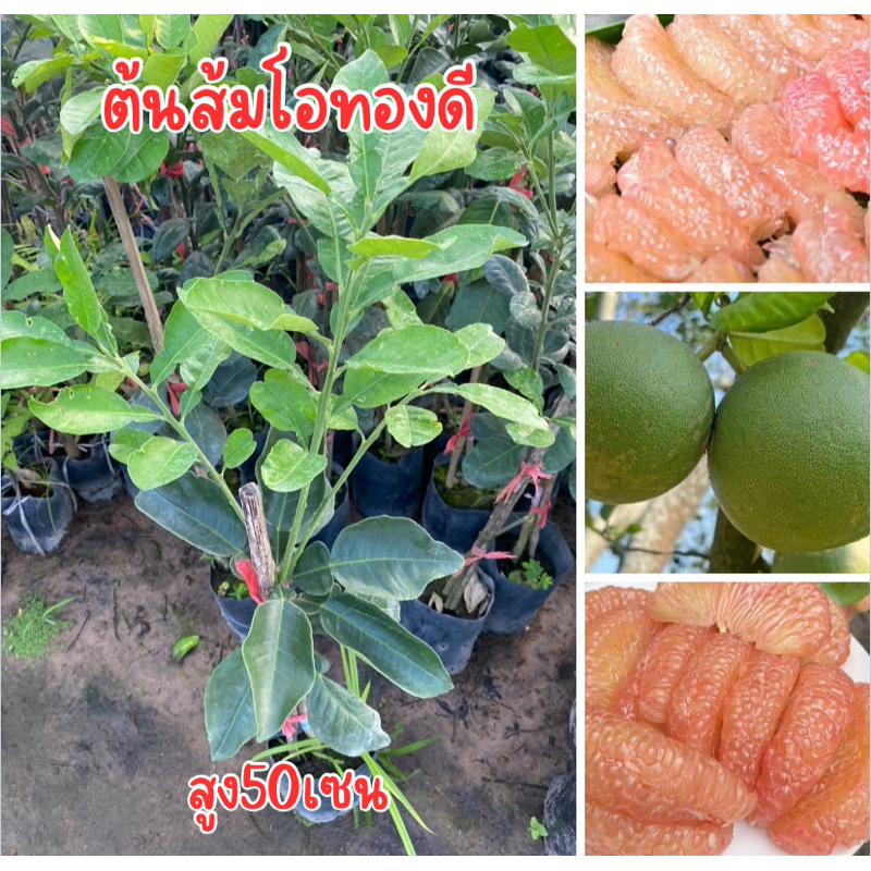 ต้นส้มโอทองดี สูง50เซน พร้อมส่ง เสียบยอด พร้อมปลูก