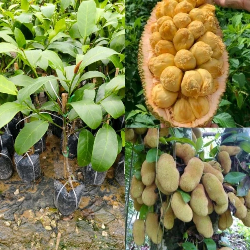 ขนุนจําปาดะสายน้ำผึ้ง #พันธุ์เตี้ย ทาบกิ่งสูง 60-70 cm รากเดินดี ปลูก 1-2 ปีได้รับประทานผล