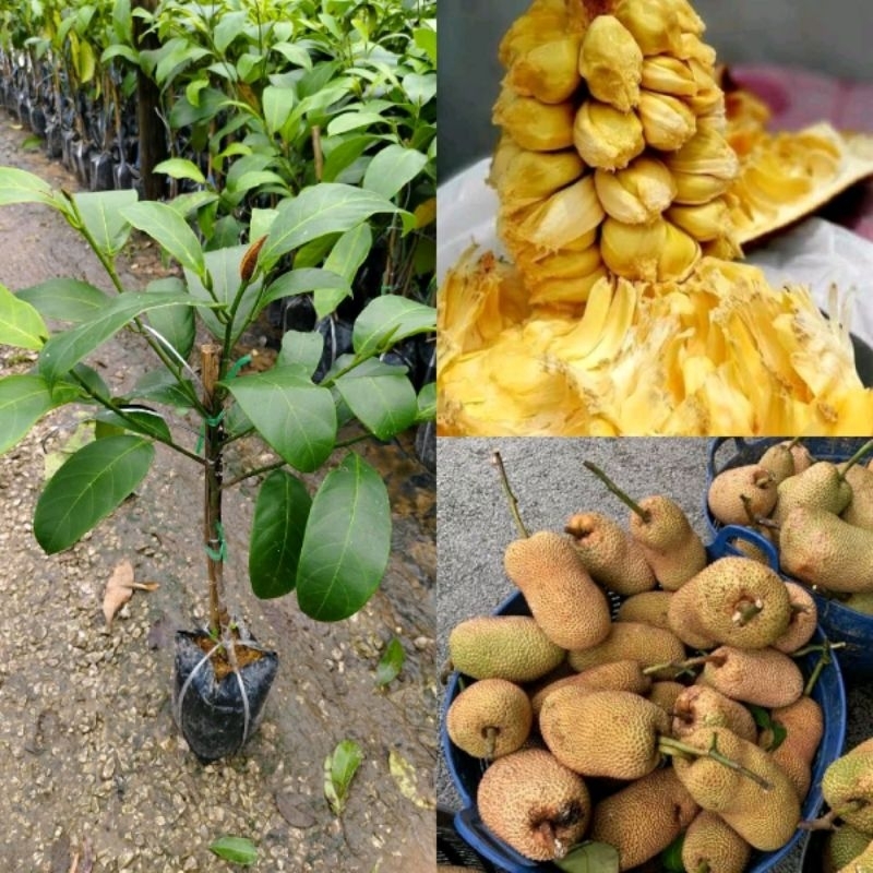 ต้นขนุนจำปาดะทองตาปาน (ทาบกิ่ง) ขนาด 70-100 cm.