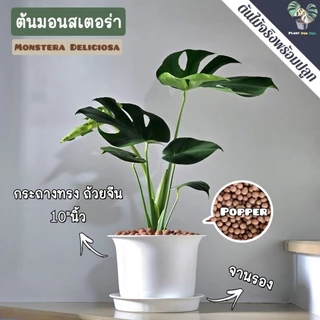 🌲ต้นมอนสเตอร่า"Monstera"ต้นใหญ่ สูง75-85+ซม.พร้อมกระถาง+จานรอง+เม็ดPopper+ขาตั้ง