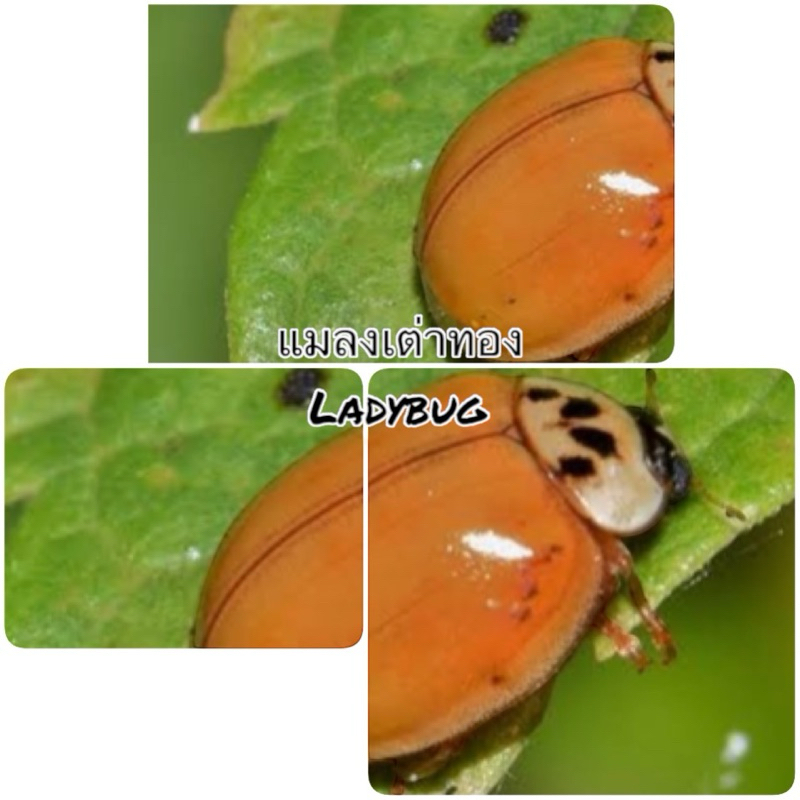 Ladybug ด้วง เต่า ทอง แมลง เต่า ทอง สีส้ม