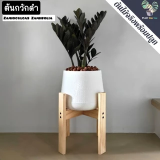 🖤ต้นกวักมรกตดำ Zamioculcas zamifolia พร้อมกระถาง+เม็ดPopper+ขาตั้ง