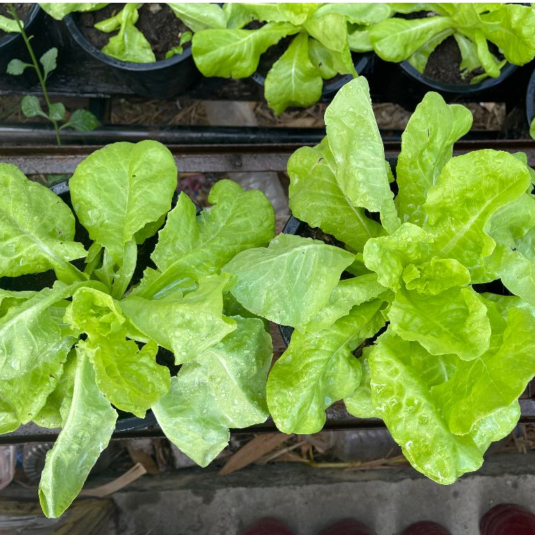 น้ำหมักมูลไส้เดือน ขนาด 1.5 ลิตร เร่งการเจริญเติบโต รากแข็งแรงลำต้นใหญ่ ป้องกันราดำ - รูปที่ 4