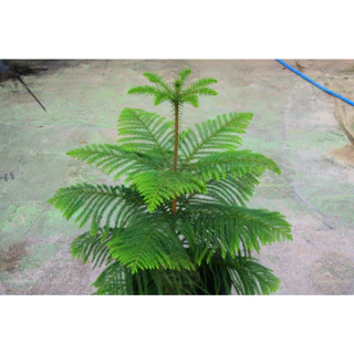 [พร้อมส่ง] ต้นสนฉัตร (Norfolk island pine) ขนาด 70-80cm (ราคาต่อ1ต้น)