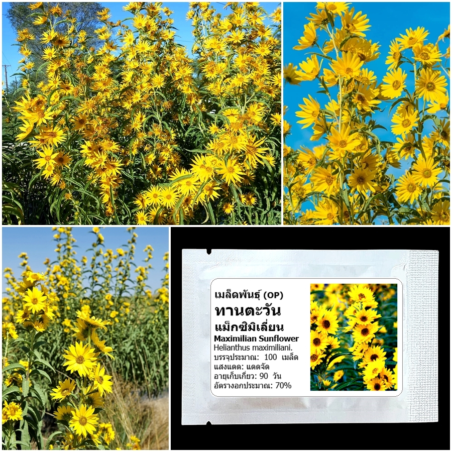 เมล็ดพันธุ์ ทานตะวัน แม็กซิมิเลี่ยน Maximilian Sunflower Seed 100 เมล็ด คุณภาพดี ของแท้ 100%