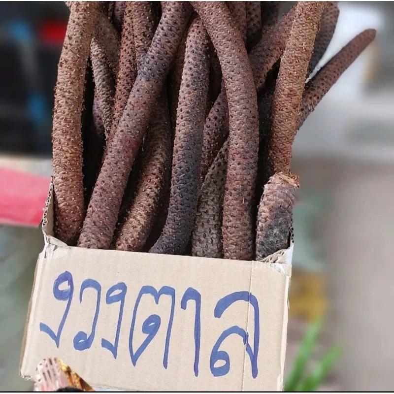งวงตาลตัวผู้ น้ำหนัก 1 กิโล