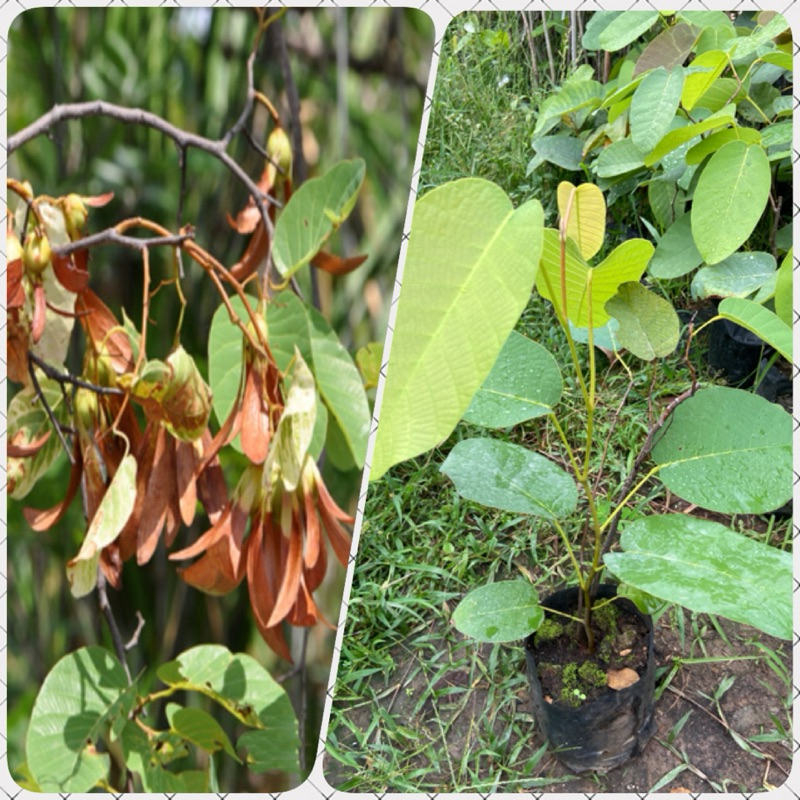 ต้นรัง ไม้ป่าหายาก ไม้มงคล (สูง 40-50cm)