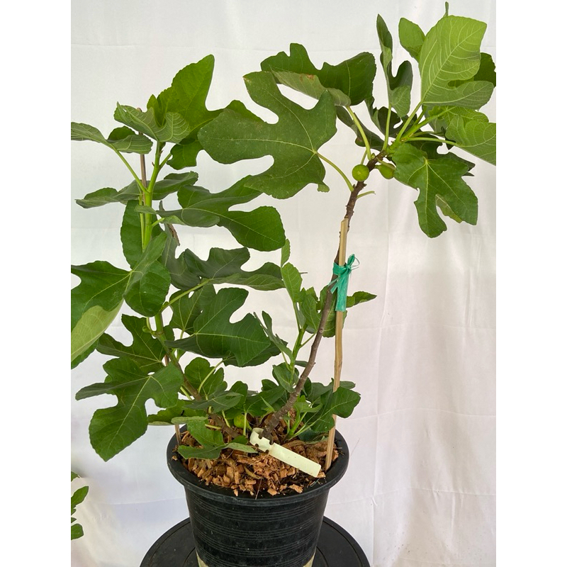 ต้นมะเดื่อฝรั่ง เดอลารีน่า กระถาง12“ ติดผลแล้ว/ de la reina figs tree12”potted