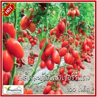 100 เมล็ด มะเขือเทศเชอร์รี่แดง ทับทิมแดง เมล็ดมะเขือเทศเชอร์…