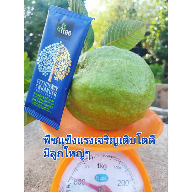 4Tree สารเพิ่มประสิทธิภาพ เร่งการเจริญเติบโต เร่งดอก เร่งผล ต้านทานโรคและแมลง เป็นสารอินทรีย์ 100%