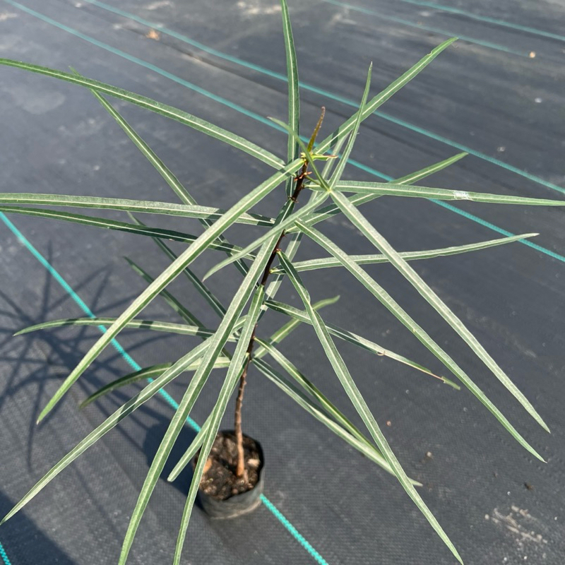 บอทเทิลทรี ต้นไม้ขวดควีนส์แลนด์ ( Brachychiton rupestris) ต้นไม้ยักษ์ น่าสะสม