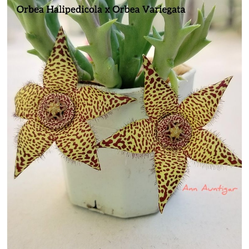 เก๋งจีน Orbea Halipedicola x Orbea Variegata ส่งเป็นต้นทั้งกระถาง รากเดินดีแล้ว