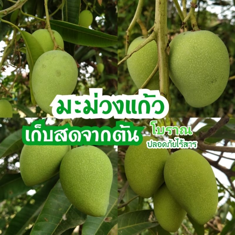 มะม่วงแก้วโบราณ (กำลังอ่อนๆยังไม่แก่จัด) ไร้สารเก็บใหม่ๆจากต้น (900 กรัม)