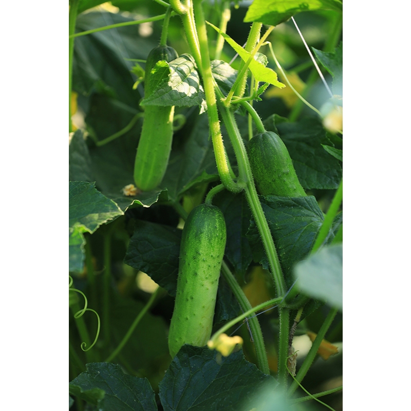 ต้นพันธุ์  แตงกวา ถุงดำ 29 บาท พร้อมปลูก แตงกวา Cucumber  มีรสชาติหวานน้อยและมีน้ำเยอะ ไม่ใช่แค่ผักสดชื่น