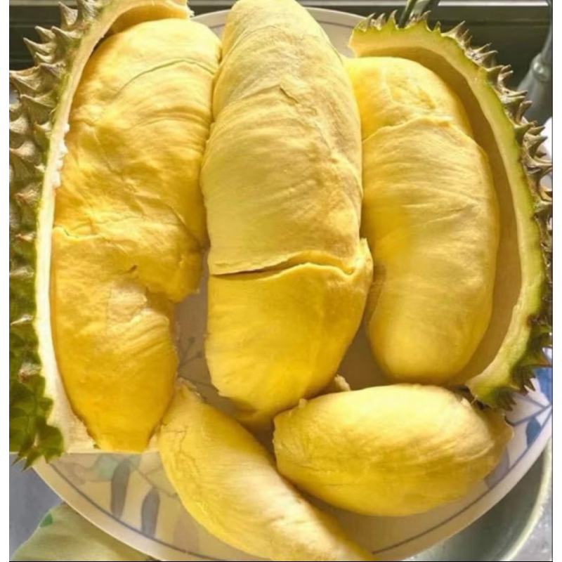 ต้นทุเรียนหมอนทองเสริมราก (สูง 100-120cm) ต้นแข็งแรง พร้อมปลูก ราคา ถูกที่สุด ดีลบีเคเค แกลเลอรีภาพที่ 3