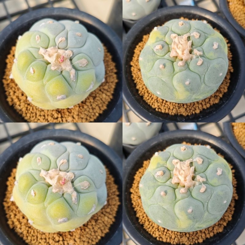 lophophora fricii yatagai ooibo(เมล็ด)