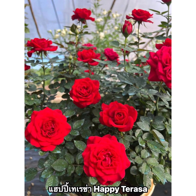 กุหลาบ-แฮปปี้เทอเรซซ่า “Happy Terrazza”  สีแดง ดอกดก เลี้ยงง่าย
