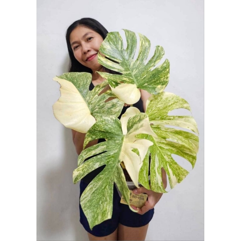 Monstera daliciosa legacy มอนสเตอร่า เลกาซี่ สวยๆๆ  มอนเตอร่า เดลิซิโอซ่า เลกาซี่