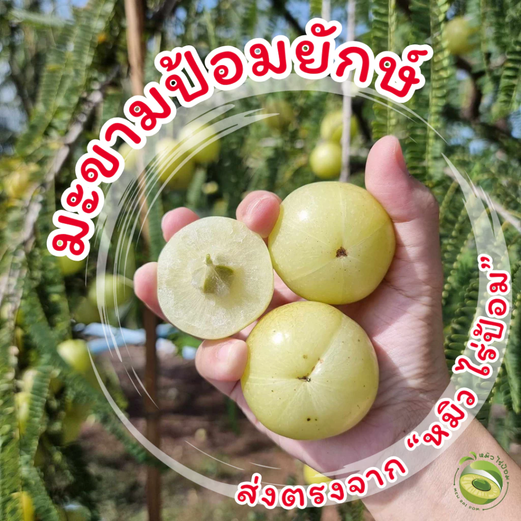 มะขามป้อม ยักษ์ สดจาก หมิว ไร่ป้อม [ของแท้ ส่งจาก สมุทรสาคร เท่านั้น] ระวังร้านปลอมด้วยค่ะ
