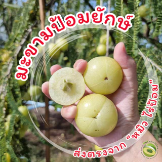 มะขามป้อม ยักษ์ สดจาก หมิว ไร่ป้อม [ของแท้ ส่งจาก สมุทรสาคร เท่านั้น] ระวังร้านปลอมด้วยค่ะ
