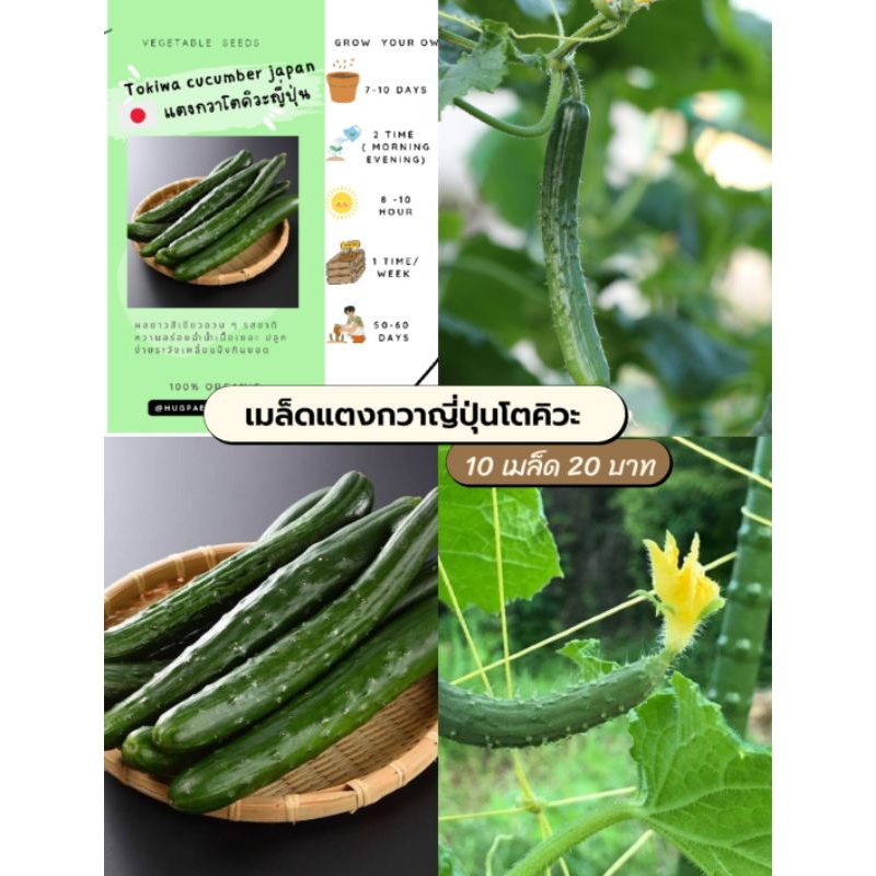 แตงกวาญี่ปุ่นโตคิวะ แบ่งขาย 10 เมล็ด 20 บาท