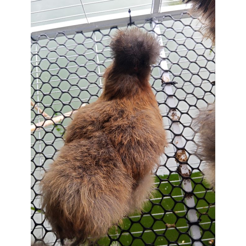 ไข่เชื้อไก่โปแลนด์2ฟอง Poland Chicken Eggs +ไข่เชื้อไก่ชิลกี้2ฟอง Silkie Chicken Eggs ✅ชุด4ฟอง คละสี