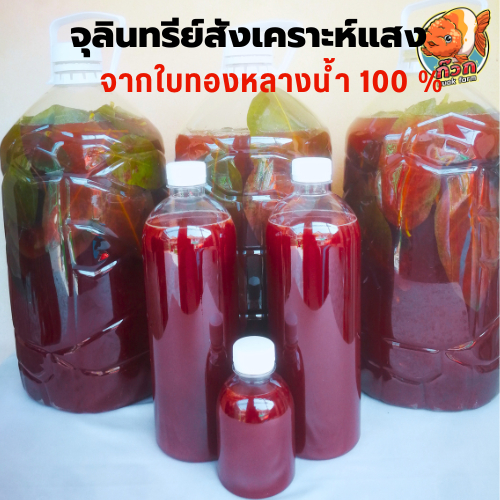 หัวเชื้อจุลินทรีย์สังเคราะห์แสงเลี้ยงด้วยใบทองหลางน้ำก้านแดง ขนาด 1 ลิตร ราคา 65 บาท