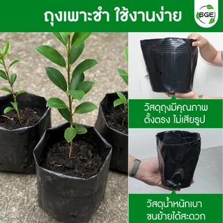 SGE ถุงเพาะชำ ถุงดําปลูกต้นไม้ รุ่น POT-D มีทุกขนาด ส่งไว เนื้อมัน เหนียว หนา ไม่ฉีกขาดง่าย คุณภาพดี