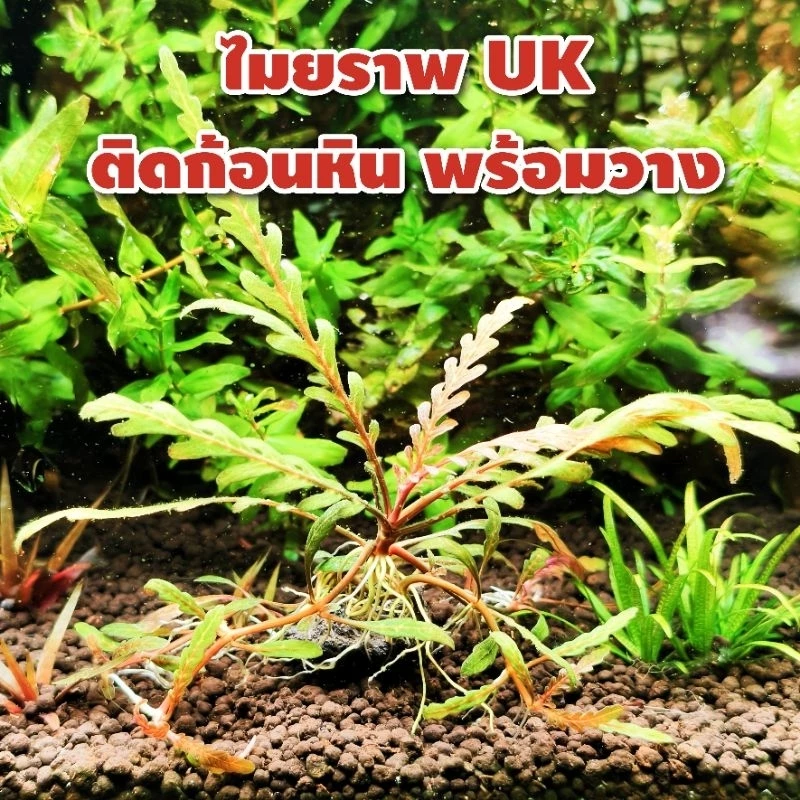 ไมยราบ UK : Hygrophila Pinnatifida ต้นไม้น้ำ พันก้อนหิน เอาไปวางปลูกต่อได้เลย (ใบน้ำ)