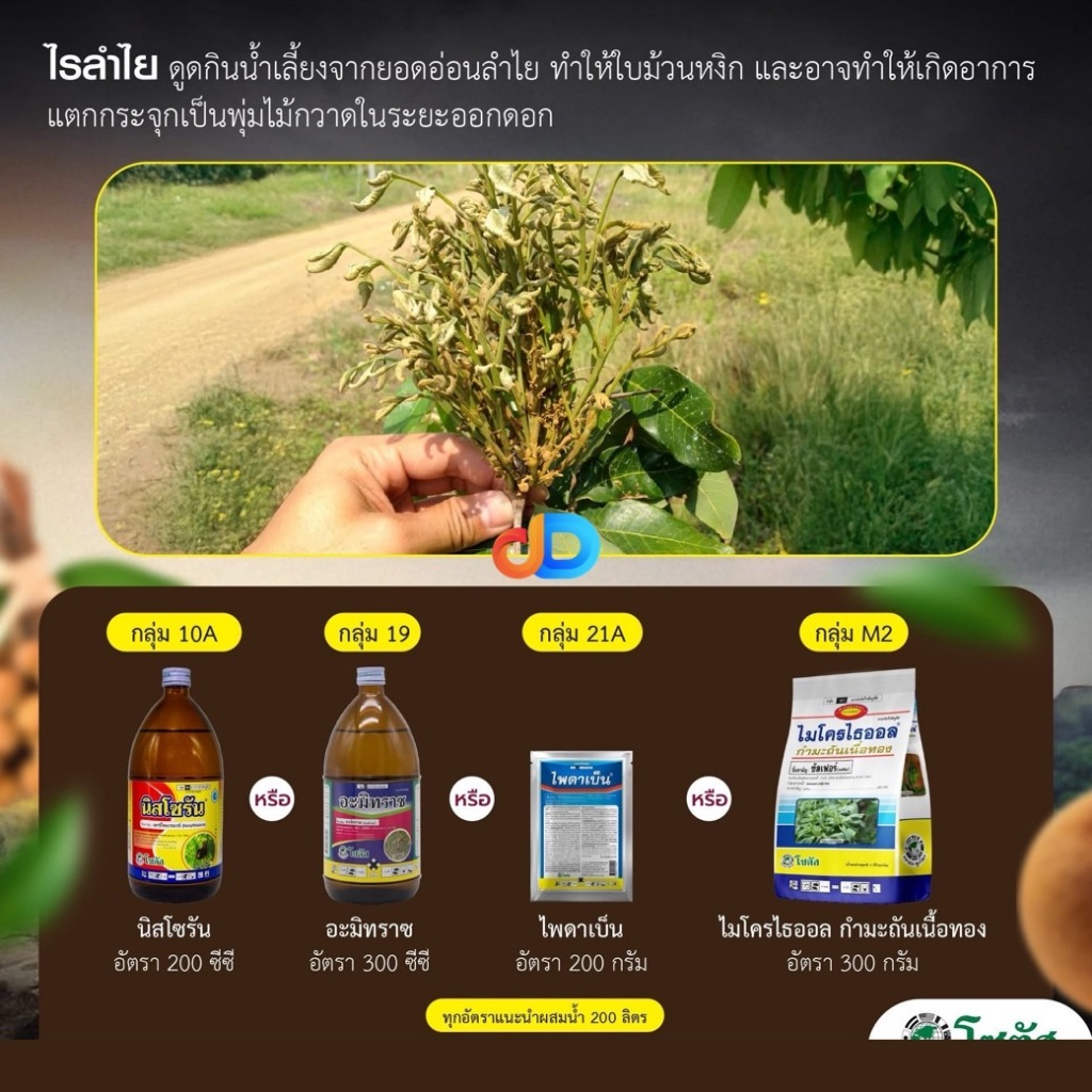 ป้องกัน -ไรลำไย  ช่วยไม่ให้ ไร ดูดกินน้ำเลี้ยงจากลูกอ่อน  ที่ทำให้ ใบม้วนหงิก และแตกกระจุกเป็นพุ่มไม้กวาด ในระยะออกดอก