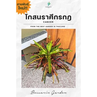 ต้นโกสนพันธุ์ ราศีกรกฎ ไซส์สูง 30-40 เซนติเมตร ซื้อ 10 แถม 1 (จัดส่งแบบถอดกระถาง+รับประกันสินค้า)