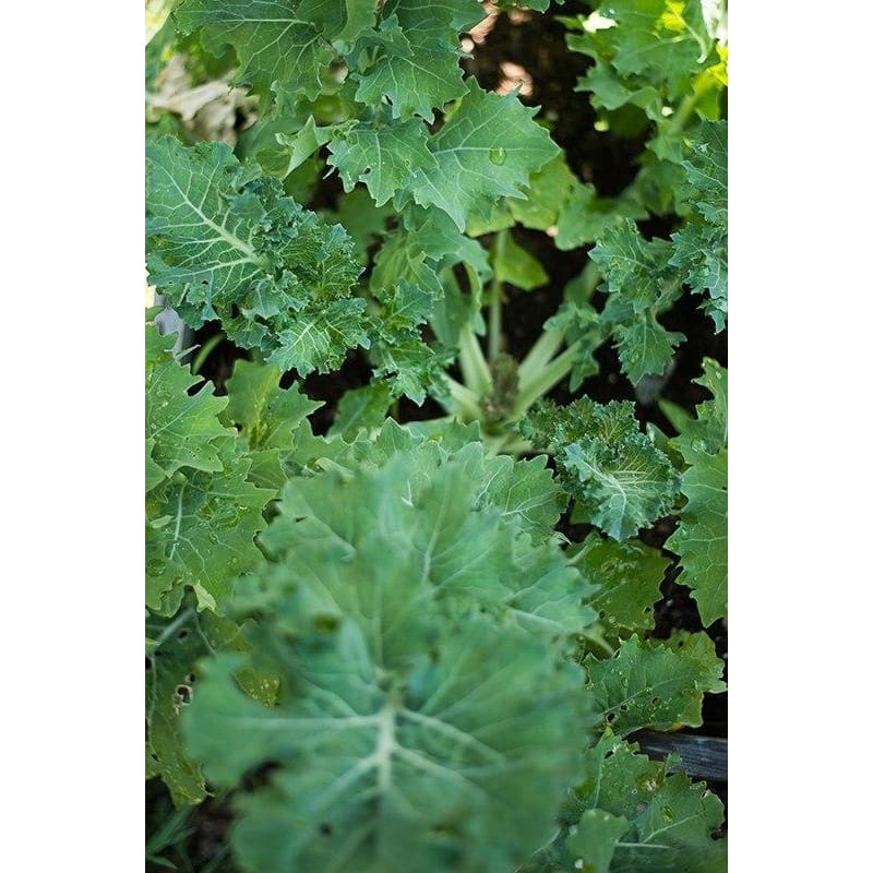 ต้นพันธุ์ เคลไซบีเรียน Siberian Kale หรือ เคล ไซบีเรียน  ถุงดำละ 29 บาทโตไวมาก รสออกหวานๆ ต้นเตี้ย ใ