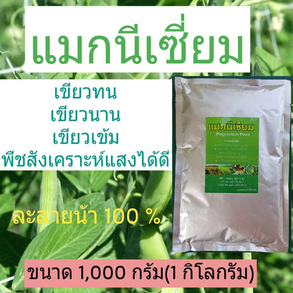 แมกนีเซี่ยม แมกนีเซี่ยมซัลเฟต Magnesium Sulphate สังเคราะห์แสง ใบเขียว กำมะถัน สำหรับพืช ขนาด 1 กิโลกรัม