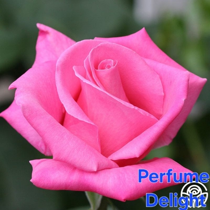 ซื้อ 5 แถม 1 กุหลาบ ต้นกุหลาบ กิ่งกุหลาบ (ส่ง 2 ต้นขึ้นไป) เลือกสายพันธุ์ได้ สายพันธุ์ต่างประเทศ ไม้ดอกไม้ประดับ - รูปที่ 3