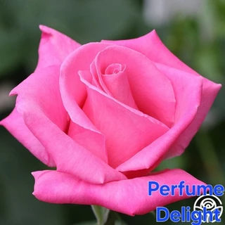 ซื้อ 4 แถม 1 กุหลาบ ต้นกุหลาบ กิ่งกุหลาบ (ส่ง 2 ต้นขึ้นไป) เลือกสายพันธุ์ได้ สายพันธุ์ต่างประเทศ ไม้ดอกไม้ประดับ