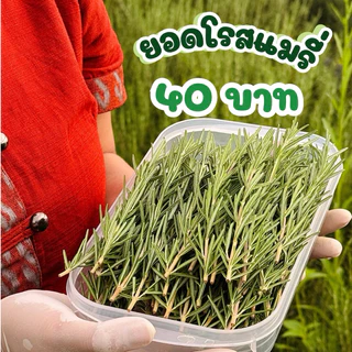 ถูกที่สุด ยอดตัดสดโรสแมรี่ ตัดทุกวัน พร้อมส่งจ้า