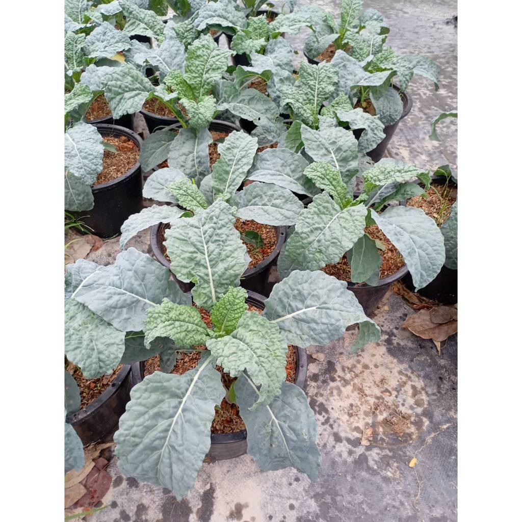 ต้นพันธุ์ เคลไดโน เคลไดโนเสาร์ ถุงดำ 29 บาท พร้อมปลูก Lacinato Kale  ราชินีของผักใบเขียว dino kale เคลใบยาว  ปลูกง่าย ราคา ถูกที่สุด ดีลบีเคเค แกลเลอรีภาพที่ 3