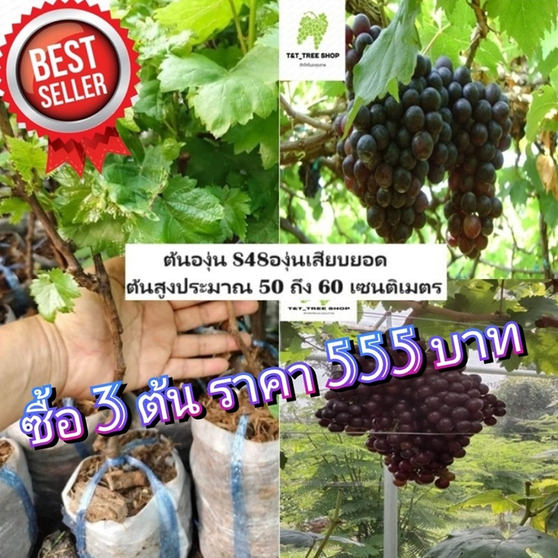 ต้นองุ่น S48องุ่นเสียบยอดต้นสูงประมาณ 50 ถึง 60 เซนติเมตร_nhos48