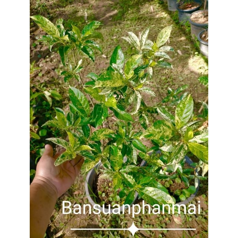 ต้นพุดกุหลาบ ใบด่าง ต้นสูง 70-90 ซม. กระถาง 10 นิ้ว