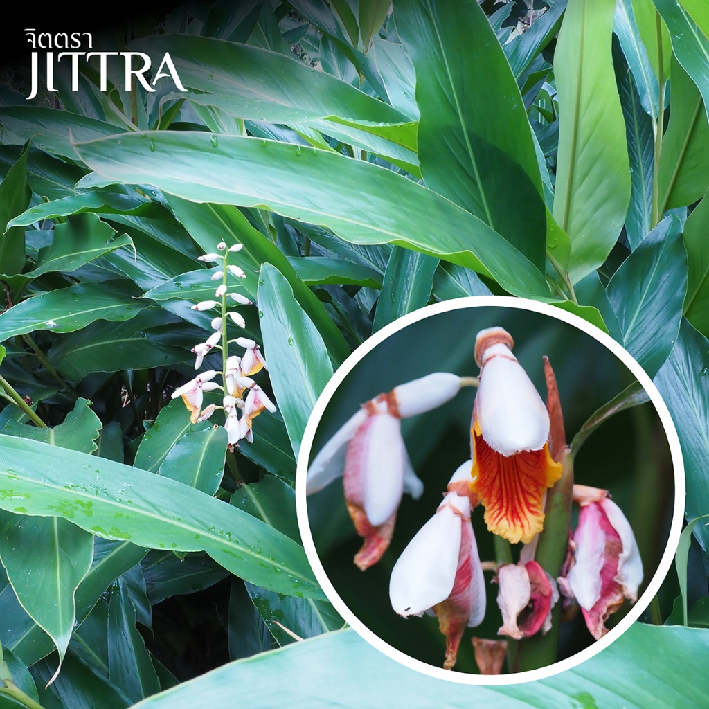 จิตตรา ต้นข่าคม ขิงไข่มุก ส่งเป็นหน่อ 3 ก้านห่อตุ้มตัดใบสูง 30-40 ซม. ไม้มงคลปลูกง่ายดอกสวย พร้อมส่ง