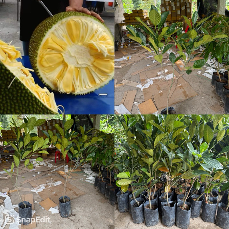 ต้นขนุนเจ33 Madu tekam yellow  ต้นนำเข้าจาก ปท.มาเลเซีย