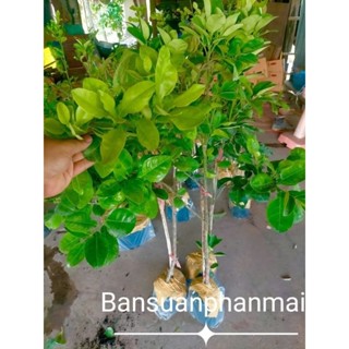 ต้นส้มโอ พันธุ์ทองดี ต้นกิ่งตอน สูง 120-130 ซม.