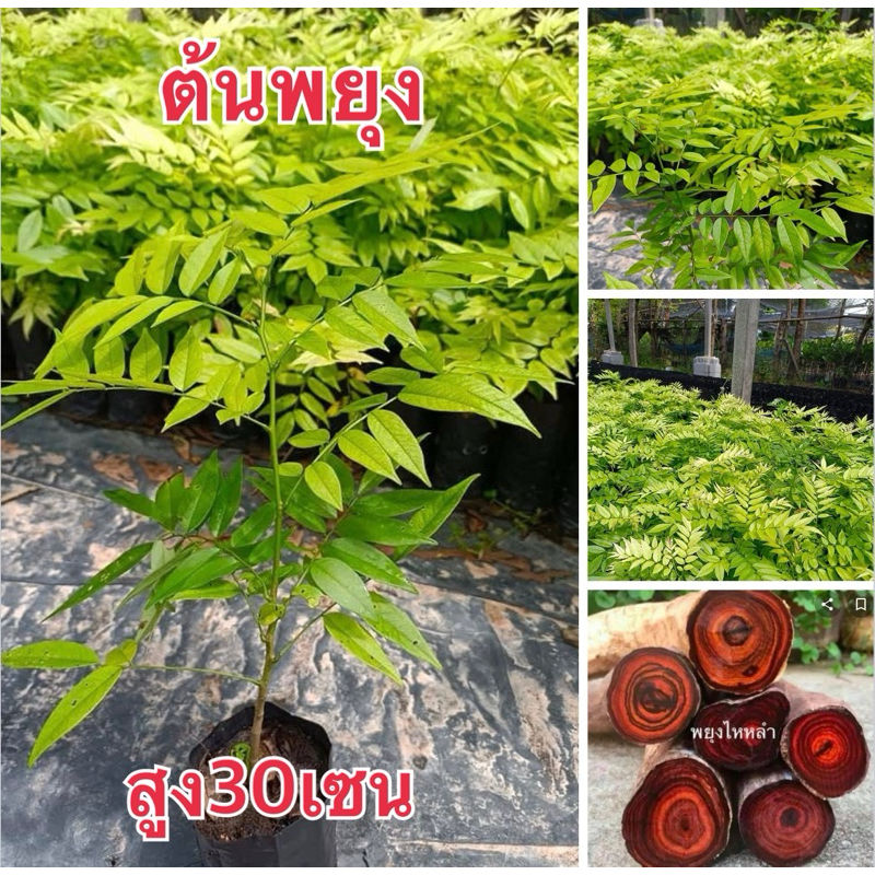 ต้นพยุงไหหลำ4ต้น80บาทพร้อมปลูก พร้อมส่ง