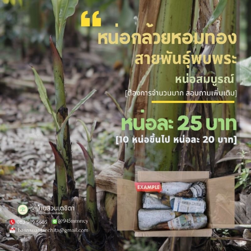 หน่อกล้วยหอมทองพันธุ์หอมปทุมแท้💯  ซื้อ10หน่อขึ้นไปราคาส่ง 20 บาท/หน่อ