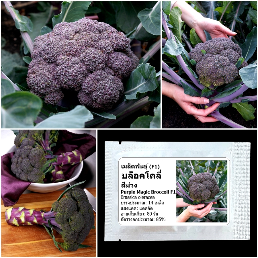 เมล็ดพันธุ์ บล็อคโคลี่สีม่วง Purple Magic Broccoli F1 Seed บรรจุ 14 เมล็ด คุณภาพดี ของแท้ 100%