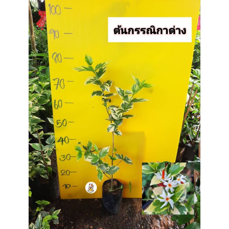 ต้นกรรณิการ์ด่าง กรรณิการ์ใบด่าง
