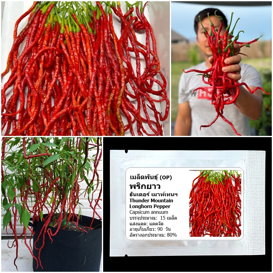 เมล็ดพันธุ์ พริกยาว ธันเดอร์ เมาท์เทน Thunder Mountain Longhorn Pepper Seed 15 เมล็ด คุณภาพดี ของแท้ 100%
