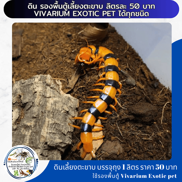ดิน สูตรเลี้ยงตะขาบ ใช้เลี้ยงสัตว์ Vivarium Exotic pet ลิตรละ 50 บาท